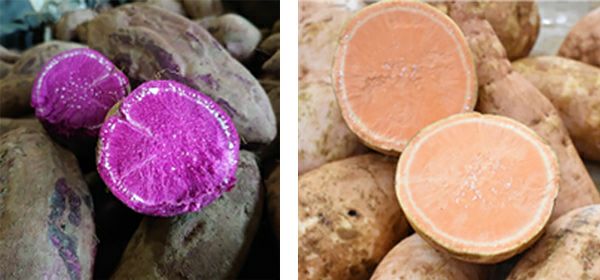 加江田 パープルオレンジ 25度720ml